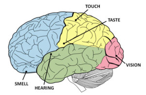 Parts of the Brain,12/20/13, thebrainbank.scienceblog.com