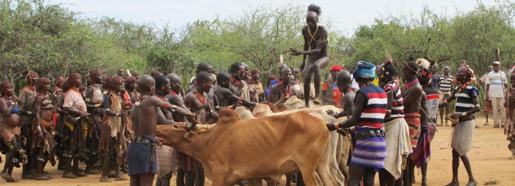 [Man jumps from bull to bull]. Retrieved March 10, 2014, from: http://www.cazloyd.com/resources/memories/Ethiopia/ethiopia-bull-jumping-header.jpg?0.9105172879062593 
