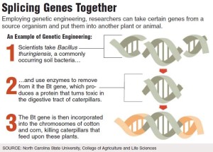 [untitled photo of gene description].Retrieved April 9, 2014, from:http://www.precisionnutrition.com/all-about-gm-foods