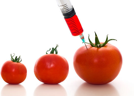 [untitled photo of genetically altered tomato].Retrieved April 9, 2014, from:http://www.huffingtonpost.com/lesley-daunt/gm-proponents-claim-genet_b_4936514.html 