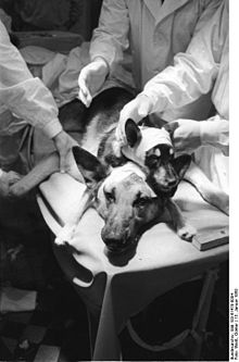 Photo Via Wikipedia- Head Transplantation

http://en.wikipedia.org/wiki/Head_transplant 