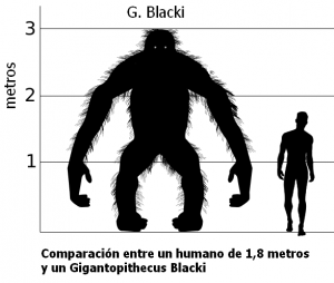 Gigantopithecus: Photo Via Wikimedia Commons under the Creative Commons license http://commons.wikimedia.org/wiki/File:Gigantopithecus_vs_Hombre.PNG 