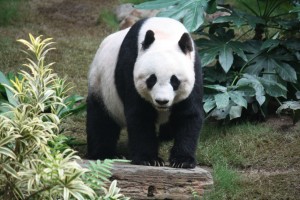 A giant panda. Photo via Wikipedia under the Creative Commons License (https://en.wikipedia.org/wiki/Giant_panda) 