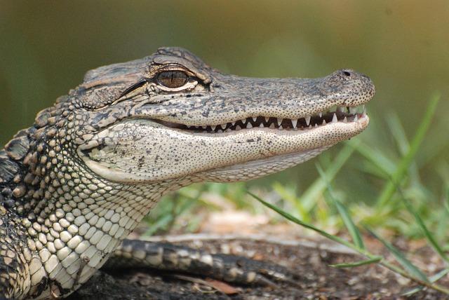 Obama or a reptile? The difference cannot be deciphered.  . Photo via Wikimedia Commons under the Creative Commons license. https://pixabay.com/en/alligators-reptiles-animal-wildlife-72248/