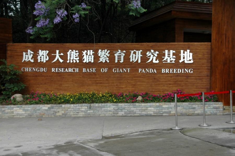 The Chengdu Research Base of Giant Panda Breeding in China which works with the Smithsonian Zoo. Photo via Wikipedia under the Creative Commons License (https://en.wikipedia.org/wiki/Giant_panda) 