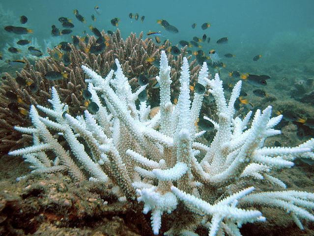 Bleached coral. Photo via Wikipedia under the Creative Commons License. (https://en.wikipedia.org/wiki/File:Keppelbleaching.jpg) 