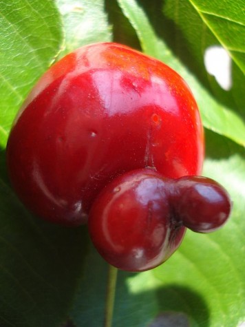 [Unusually shaped fruit] Photo accessed on March 25 via the Creative Commons License.