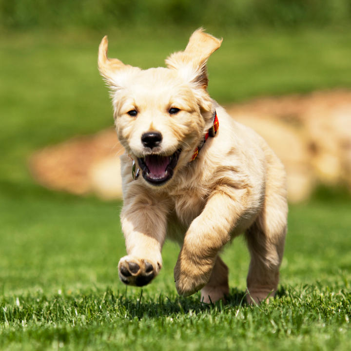 Dog Running. Photo via https://upload.wikimedia.org/wikipedia/commons/8/8a/Too-cute-doggone-it-video-playlist.jpg  Under Google Labeled for Reuse. 