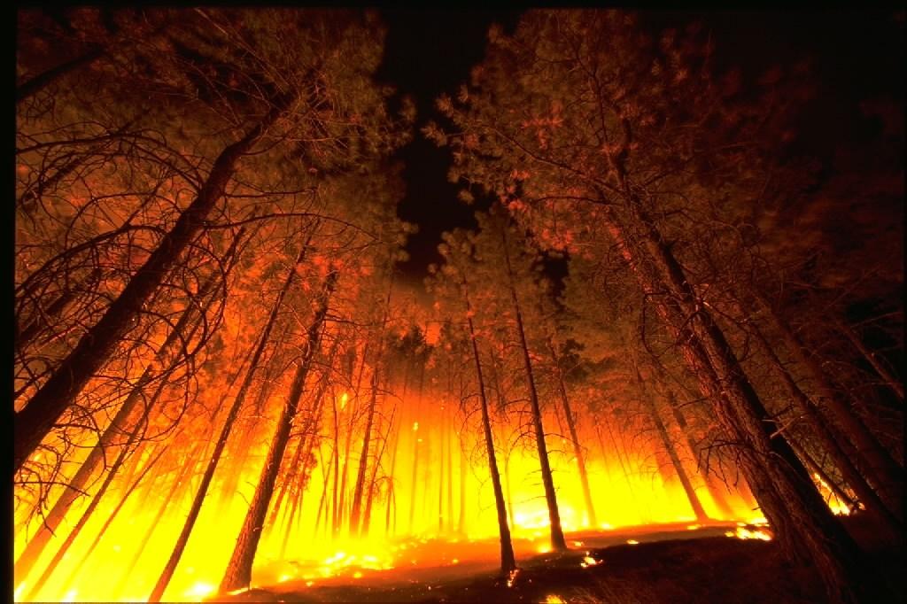 A fire rages through a forest. Via Wikimedia under Public Domain