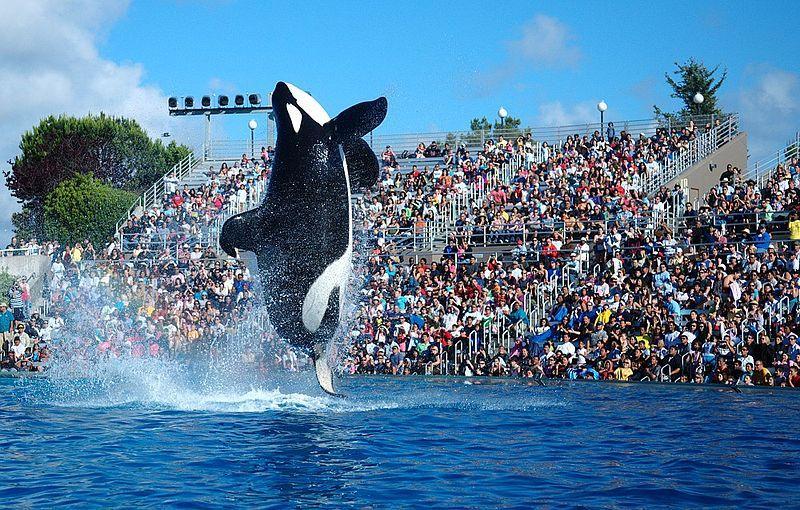 SeaWorlds Last Killer Whale Show