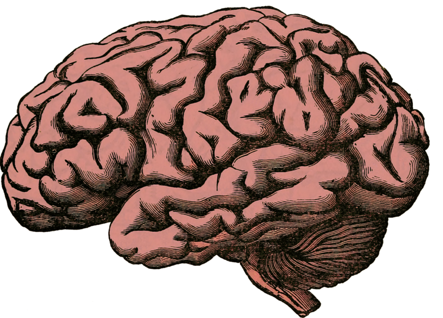 The brain can develop disorders as coping mechanisms to trauma. (Brain Anatomy Human Pixabay, labeled for reuse). 