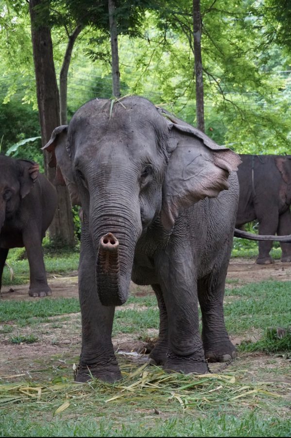 Many elephants live at the Ethical Elephant Sanctuary in Chaing Mai, Thailand.